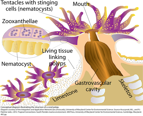 Conceptual diagram illustrating the structure of a coral polyp.