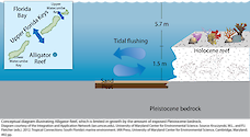Conceptual diagram illustrating Alligator Reef, which is limited in growth by the amount of exposed Pleistocene bedrock. The washing effect of water through the tidal pass has exposed peat and sandy sediments upon which coral reefs cannot become established.