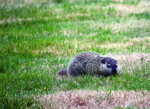 Groundhogs are covered with two coats of fur: a dense grey undercoat and a longer coat of banded guard hairs that gives the groundhog its distinctive 