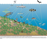 Conceptual diagram illustrating the complex food web that a South Florida seagrass meadow supports.