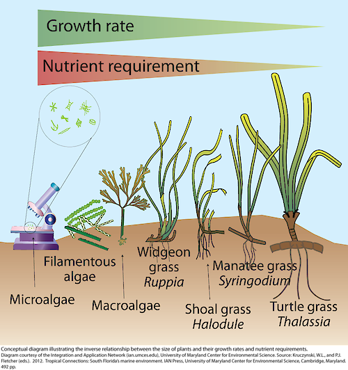 Conceptual diagram illustrating the inverse relationship between the size of plants and their growth rates and nutrient requirements.