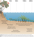 Conceptual diagram illustrating how nutrient availability, which decreases as you move further offshore, determines the location of algae and seagrasses.