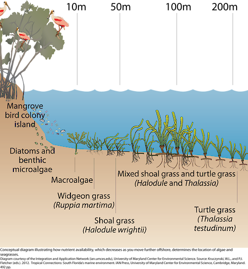 Conceptual diagram illustrating how nutrient availability, which decreases as you move further offshore, determines the location of algae and seagrasses.
