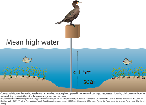 Conceptual diagram illustrating a stake with an attached roosting block placed in an area with damaged seagrasses. Roosting birds defecate into the water adding nutrients that stimulate seagrass growth and recovery across the damaged area.