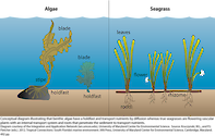 Conceptual diagram illustrating differences in nutrient transport between benthic algae and seagrasses.