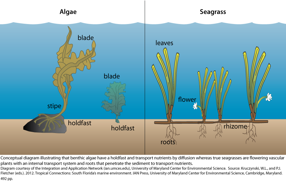 Seagrass nutrient transport Media Library Integration and