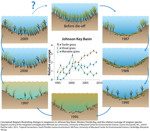 Conceptual diagram illustrating changes in seagrasses in Johnson Key Basin, Western Florida Bay, and the relative coverage of seagrass species.