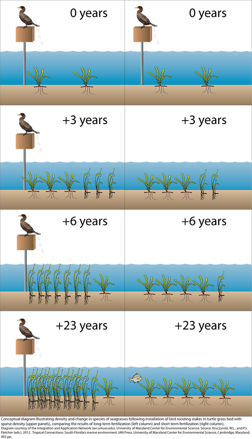 Conceptual diagram illustrating density and change in species of seagrasses in Florida Bay following long-term (left column) and short-term (right column) fertilization after the installation of bird roosting stakes in a turtle grass bed.