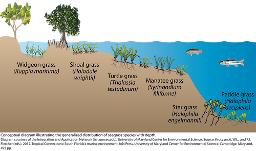 Conceptual diagram illustrating the generalized distribution of seagrass species with depth.