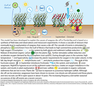 Conceptual diagram illustrating the causes of seagrass die-off in Florida Bay.