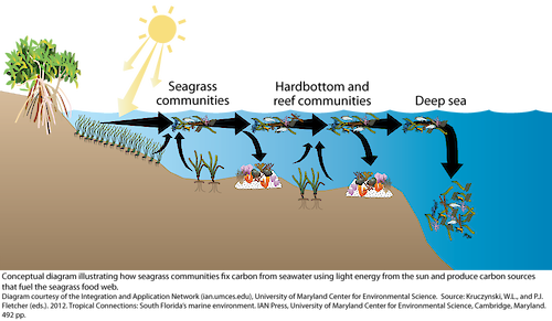 Conceptual diagram illustrating how seagrass communities fix carbon from seawater using light energy from the sun and produce carbon sources that fuel the seagrass food web. leaves, detritus and animals exported from seagrass beds are a 