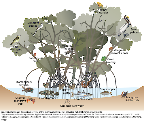 Conceptual diagram illustrating several of the more notable species provided habitat by mangrove forests.