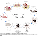 Conceptual diagram illustrating the complex life cycle of the queen conch.