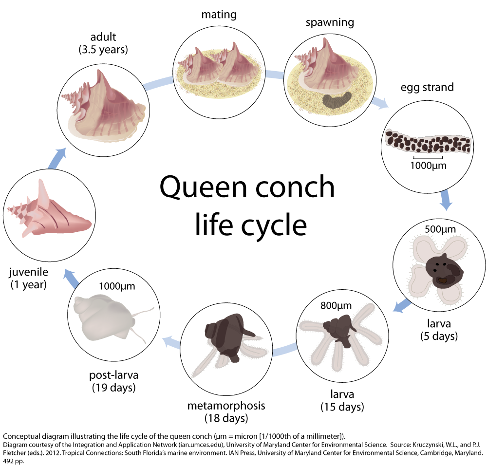 Queen conch life cycle Media Library Integration and Application