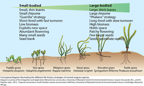 Conceptual diagram illustrating the different life history strategies of several seagrass species.