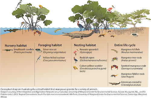 Conceptual diagram illustrating the critical habitat that mangroves provide for a variety of animals.