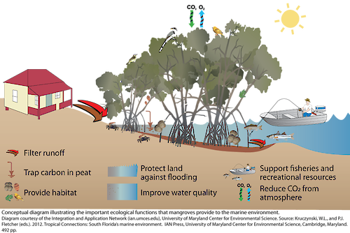 Conceptual diagram illustrating the important ecological functions that mangroves provide to the marine environment.
