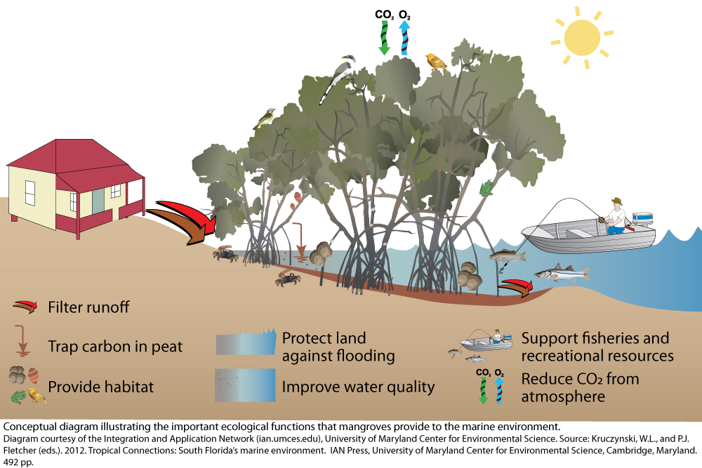 Mangrove Ecological Functions Media Library Integration And