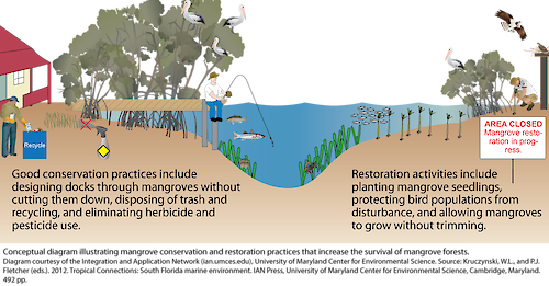 Conceptual diagram illustrating mangrove conservation and restoration practices that increase the survival of mangrove forests.