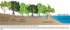 Conceptual diagram illustrating the dominant mangrove species of south Florida.