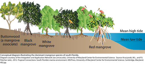 Conceptual diagram illustrating the dominant mangrove species of south Florida.