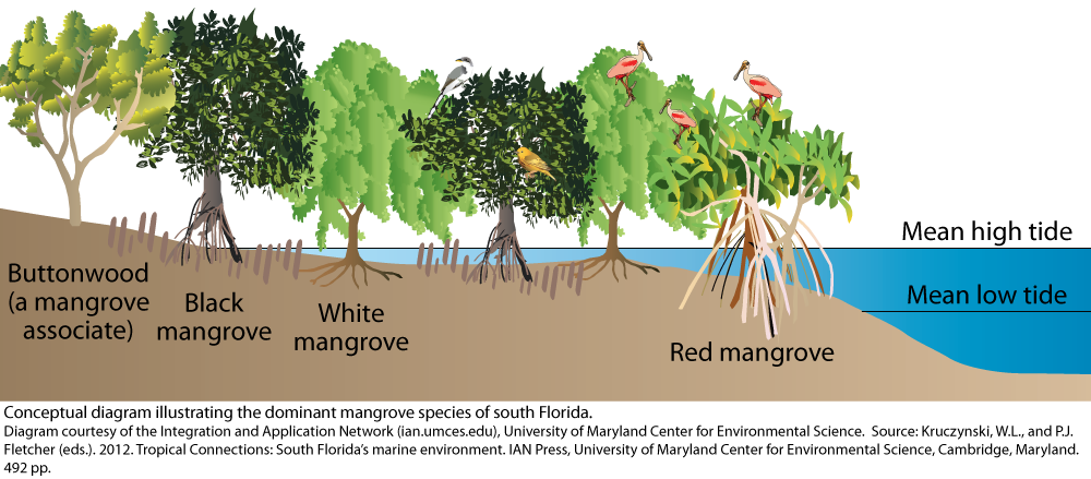 Dominant Mangrove Species Of South Florida Media Library Integration And Application Network