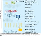 Conceptual diagram illustrating the spawning migration of a female lobster tagged on a patch reef. This bird's eye view shows that she traveled to the fore reef and returned to her den 4 days later (Scale is approximate).