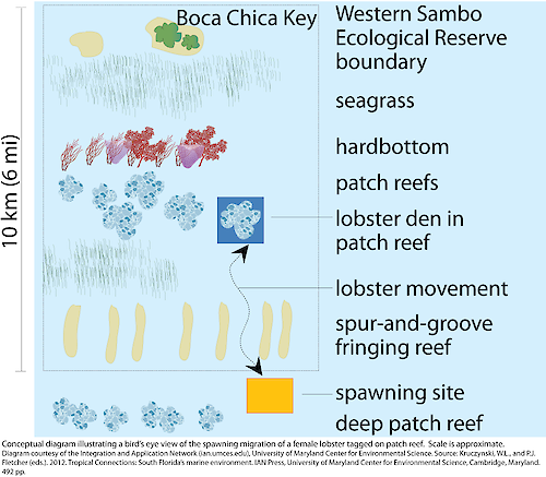 Conceptual diagram illustrating the spawning migration of a female lobster tagged on a patch reef. This bird's eye view shows that she traveled to the fore reef and returned to her den 4 days later (Scale is approximate).