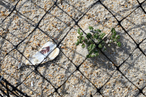 A sensitive species, seabeach amaranth is aided at Assateague Island National Seashore by a management program that protects a portion of the annual population from being eaten and trampled by horses and deer so they can mature and produce seeds. Conservation efforts have helped the plant population increase to nearly 2,200 individuals in 2007.