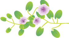 In Hawaiian, this common flowering vine is called pohuehue. It was used by ancient Hawaiians for cordage, leaves as shade for fish traps, and medicinally.