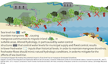 Conceptual diagram illustrating potential impacts of sea-level rise on mangrove dominated shorelines.