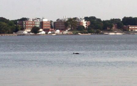 Dolphin in the York River