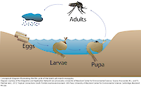 Conceptual diagram illustrating the life cycle of the black salt marsh mosquito.
