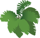 Illustration of a generic fern
