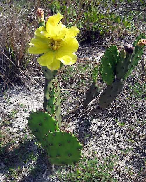 Large sandy areas on a Bahamian island in the Exumas had many flowering cacti.
