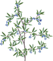 Highbush blueberry is one of the most important plants in the blueberry family. It is found around wetlands, in woodland clearings, and open meadows, and provides food for many birds and a few mammals.