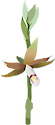 Illustration of a generic orchid.