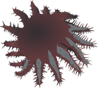 Illustration of Acanthaster planci (Crown-of-Thorns starfish), which preys on corals.