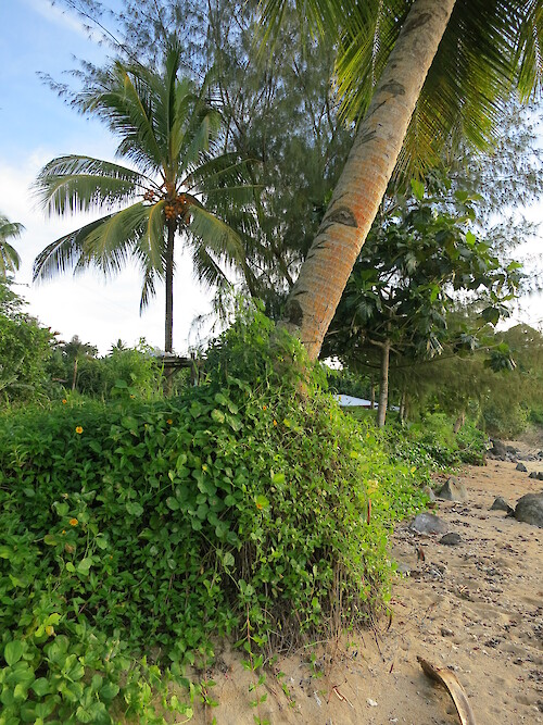 Steps cut in coconut palm for easy harvesting, on the northwest coast of Upolu, Samoa.