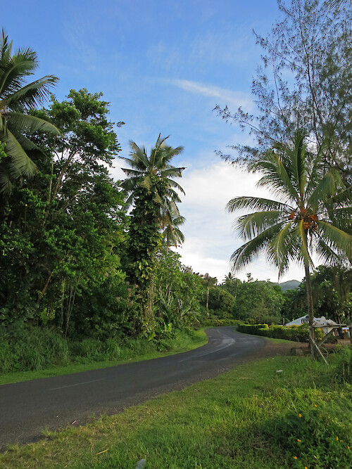Merremia peltata, an invasive vine, climbs a coconut palm and the neighbouring forest in Samoa. Photo taken on the northwest coastal road of Upolu, Samoa.
