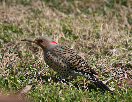 This flicker seemed to be searching the lawn for grubs as it probed the grass with its sharp bill. It is a member of the woodpecker family, and is one of the few woodpecker species that migrate. This photo was taken on the UMCES campus, Cambridge, MD, February 14, 2013.