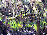 Sunlight piercing the dense canopy of saw palmetto palms, live oak trees, bromeliads, ferns, and Spanish moss. Myakka River State Park, Sarasota, Florida.