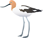 Side view of adult American Avocet with summer plumage
