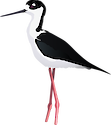 Adult black-necked stilt