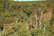 Eastern Hemlock trees (Tsuga canadensis) killed by the hemlock woolly adelgid (Adelges tsugae), an invasive sap sucking insect from Asia, in Shenandoah National Park, Virginia.