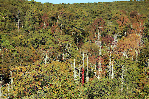 Eastern Hemlock trees (Tsuga canadensis) killed by the hemlock woolly adelgid (Adelges tsugae), an invasive sap sucking insect from Asia, in Shenandoah National Park, Virginia.