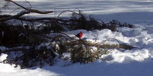 Fallen treen from a blizzard in Cambridge, MD with cardinal (Cardinalis cardinalis) perched on branch