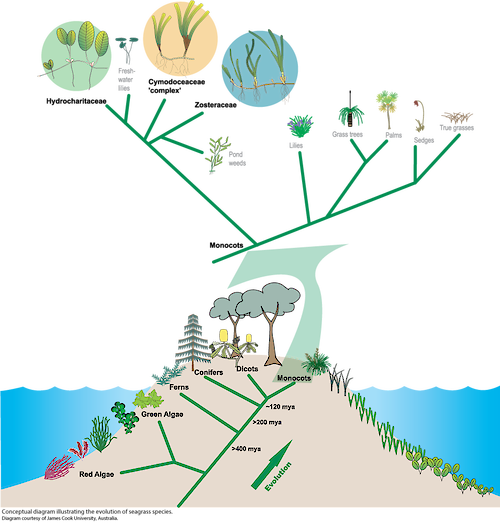 Conceptual diagram illustrating the evolution of seagrass species.