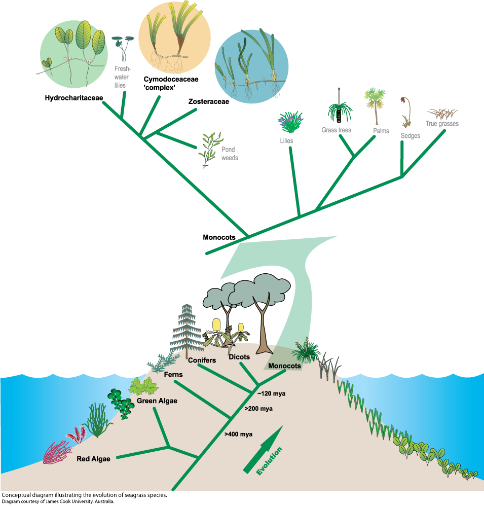 Evolution of seagrasses Media Library Integration and Application