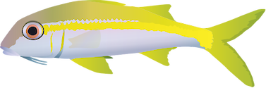 Side view of adult Yellow Goatfish